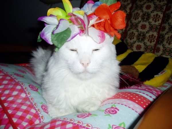 Negu - der Hippie-Kater von der Franzi terraincognita@gmx.de
